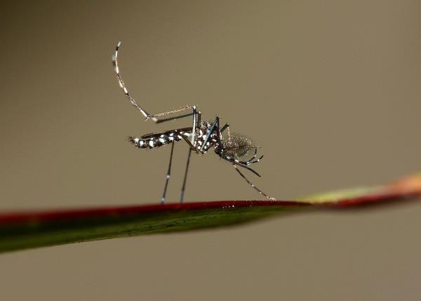 Melaka Health Dept issues 1,068 fines to premises found breeding aedes mosquitoes