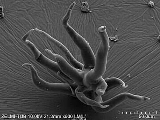 Discovery of oldest 3D-preserved microorganisms