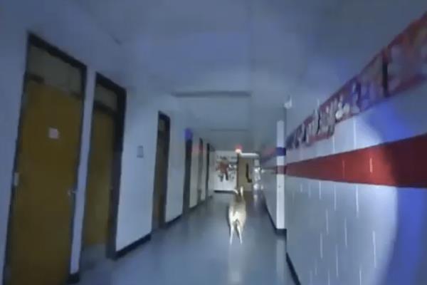 The deer was first spotted by a man walking his dog.