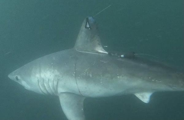 A porbeagle shark