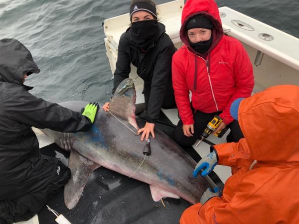 The researchers tagging a porbeagle shark.